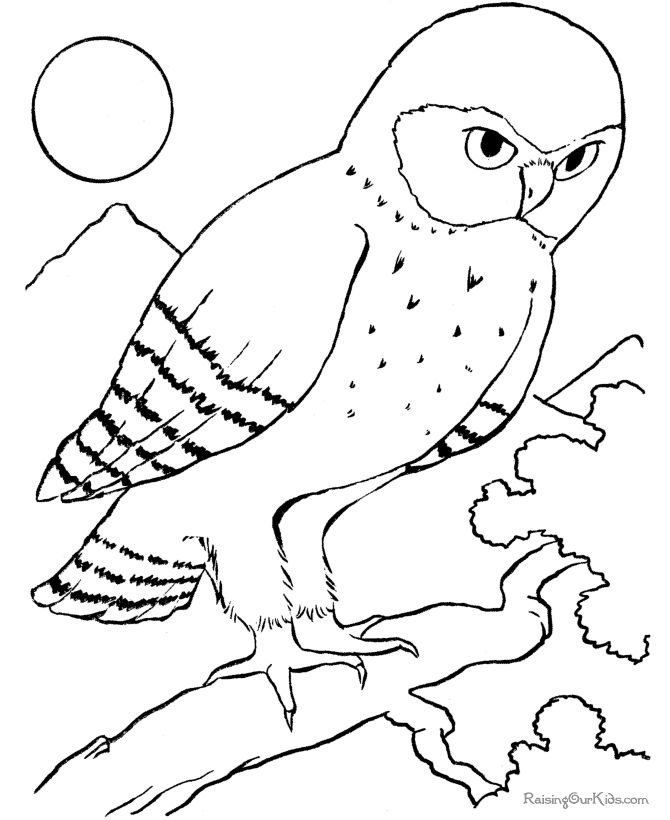 Bird Coloring Pictures