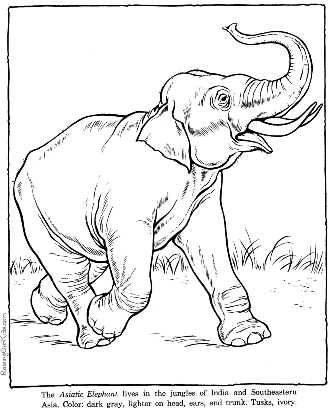 Colouring Pages Elephant
