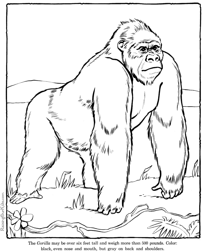 Gorilla coloring page - Zoo animals
