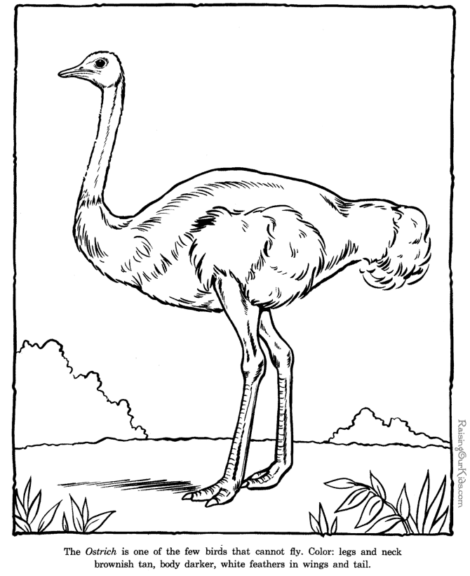 Ostrich coloring pages Zoo animals
